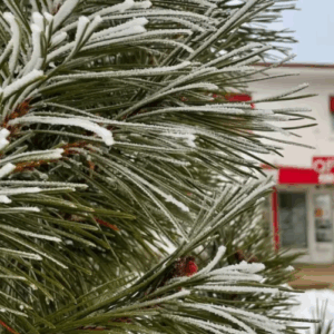 Holiday Music Motel December at the Holiday Blog Image